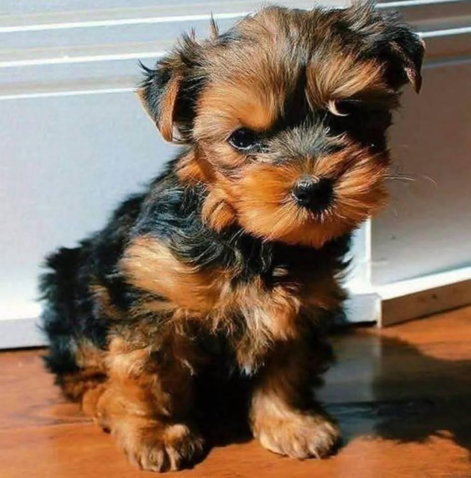 Pet